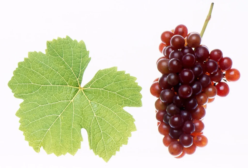 게뷔르츠트라미너(Gewurztraminer)