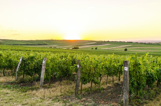 알바리뇨(Albarino), 바르베라(Barbera), 까베르네 프랑(Cabernet Franc)