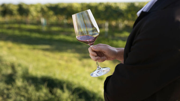 알바리뇨(Albarino), 바르베라(Barbera), 까베르네 프랑(Cabernet Franc)