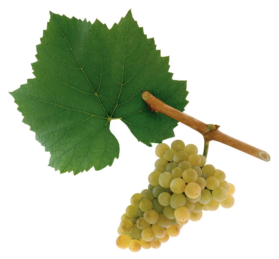 샤르도네 chardonnay grape