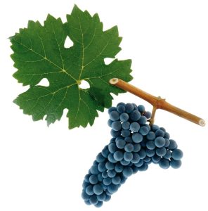 카베르네 소비뇽cabernet sauvignon