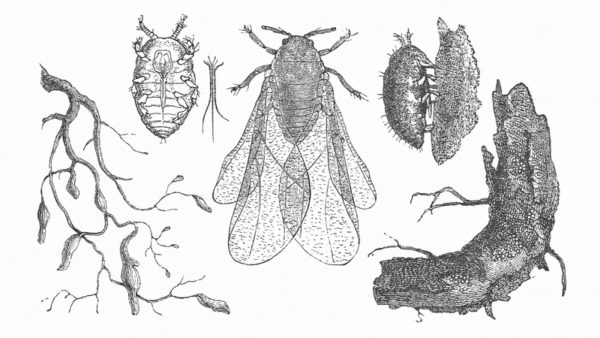 필록세라 Phylloxera by Rümpler Published by Paul Parey, Berlin (1882)