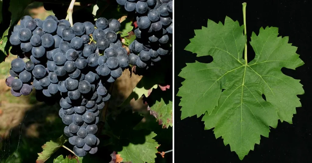 무르베드르 Mourvedre
