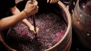 무르베드르(Mourvedre)