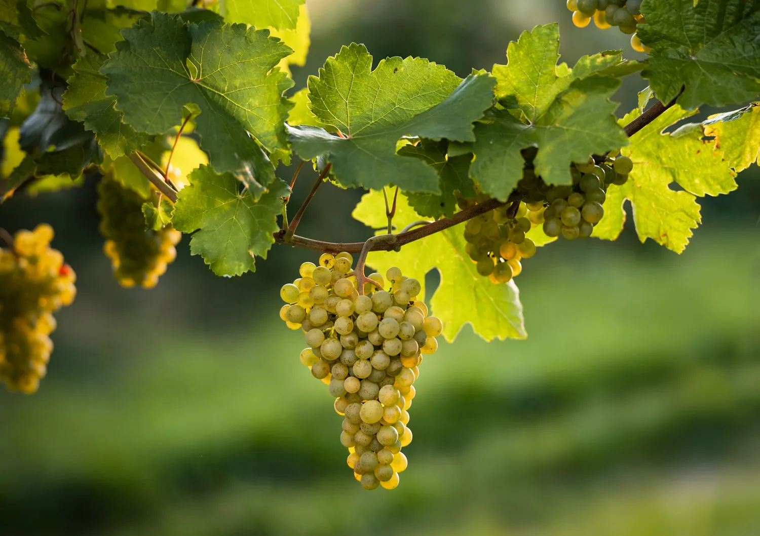 그뤼너 벨트리너 Grüner Veltliner