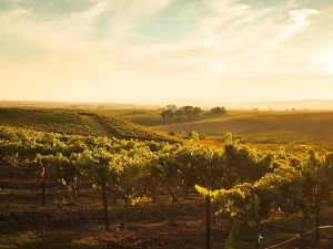 아메리카 와인의 역사 American Wine history
