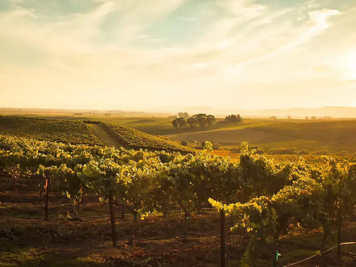 아메리카 와인의 역사 American Wine history