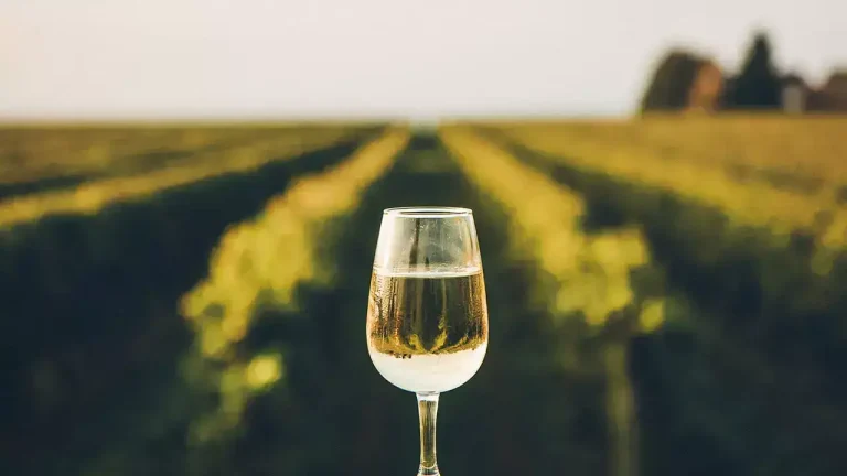 피노 그리 pinot gris