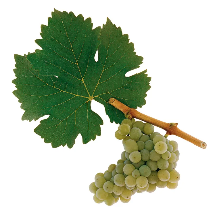 소비뇽 블랑(Sauvignon blanc)