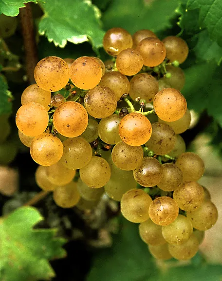 세미용 포도 Semillon 세미옹