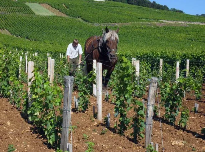 로마네 콩티 Romanee conti