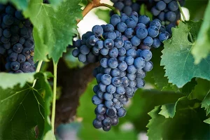 산지오베제 포도 Sangiovese