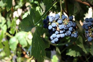 진판델 포도 zinfandel