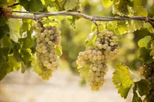 비오니에 포도 품종 viognier