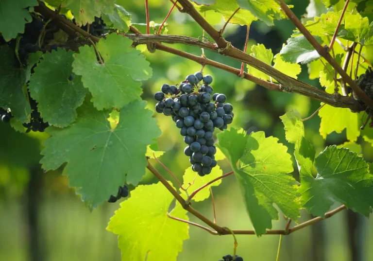 템프라니요 포도 품종