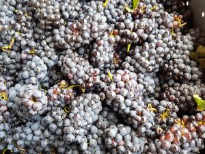 샴페인 스파클링 제조 과정 탄생 뫼니에 뮈니에