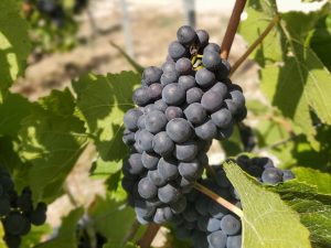 샴페인 스파클링 제조 과정 탄생 피노누아